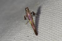 Caloptilia fidella