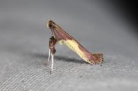 Caloptilia fidella