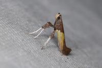 Caloptilia fidella