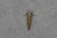 Aspilapteryx tringipennella
