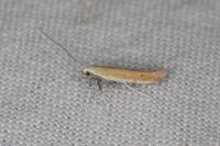 Aspilapteryx tringipennella