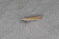 Aspilapteryx tringipennella