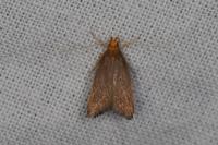 Eurodachtha pallicornella