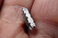 Ethmia bipunctella