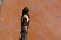 Epiblema foenella