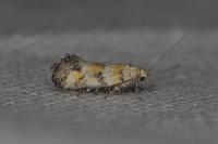 Chrysoesthia atriplicella