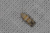 Chrysoesthia atriplicella
