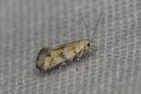 Chrysoesthia atriplicella