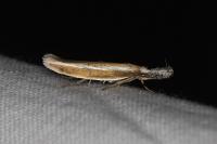 Pleurota aristella