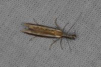 Pleurota aristella