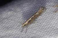 Plutella xylostella