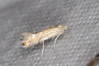 Phyllonorycter platani
