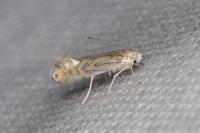 Phyllonorycter platani