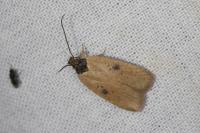 Agonopterix subpropinquella