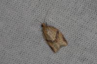 Clepsis consimilana