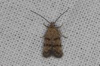 Symmoca orphnella