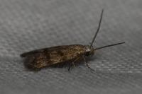 Symmoca orphnella