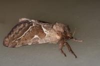 Triodia sylvina