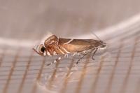 Glyphipterix schoenicolella