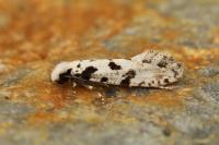 Nemapogon nevadellus