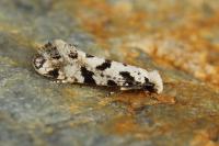 Nemapogon nevadellus