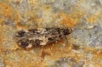 Apatema impunctella
