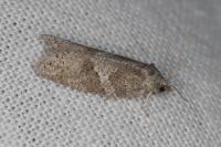 Cnephasia