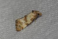 Neocochylis molliculana