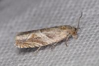 Ancylis
