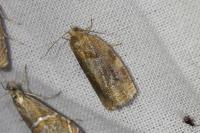 Archips xylosteana