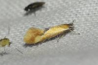 Batia lunaris