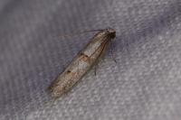 Symmocoides oxybiella