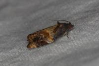 Ditula angustiorana