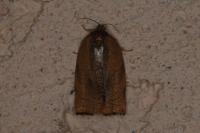 Cacoecimorpha pronubana