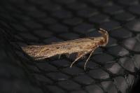Metzneria hilarella