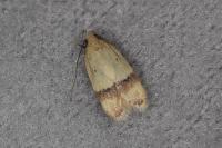 Odites kollarella