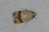 Odites kollarella