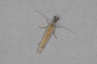 Pleurota aristella