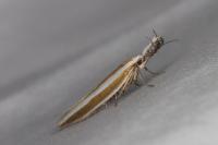 Pleurota aristella