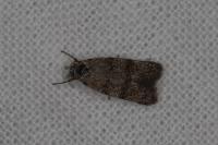 Symmoca orphnella