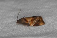 Ditula angustiorana