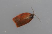 Cacoecimorpha pronubana
