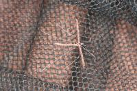 Agdistis