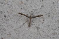 Agdistis