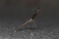 Agdistis