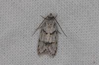 Symmoca signatella