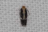 Ectoedemia leucothorax