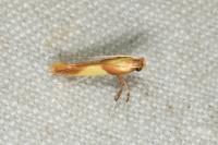 Caloptilia robustella