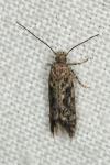 Scrobipalpa atriplicella