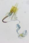 Coleophora glaucicolella